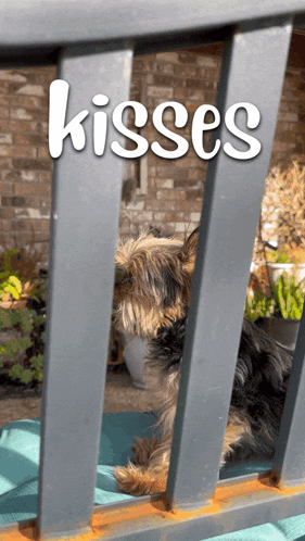 a picture of a dog behind a railing with the word kisses on it