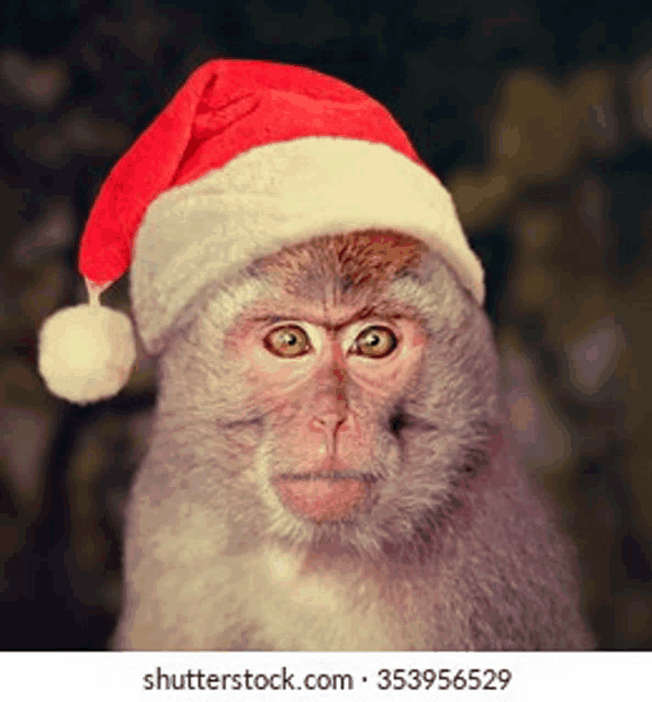 a monkey is wearing a red santa hat .