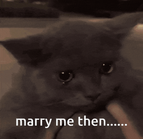 a cat is sitting on a person 's lap and says marry me then ...