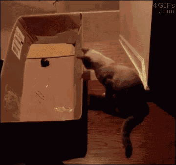 a cat is playing with a cardboard box with a mouse inside of it