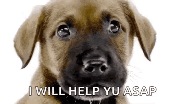 a brown and black puppy is looking at the camera with the words `` i will help you asap '' written next to it .