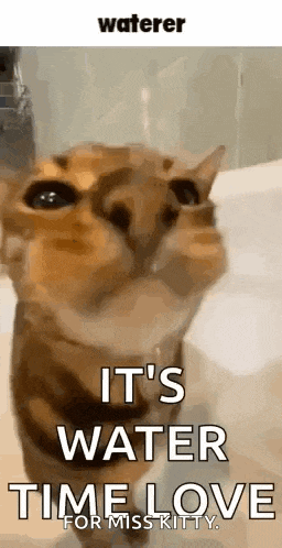 a cat is looking at the camera with a caption that says `` it 's water time for miss kitty '' .