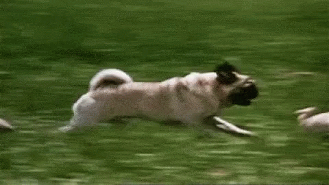 Pug Running GIF - Pug Running Puppy GIFs
