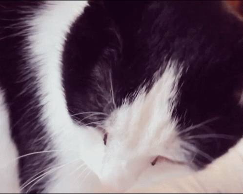 Phoebe Cat GIF - Phoebe Cat Cute GIFs