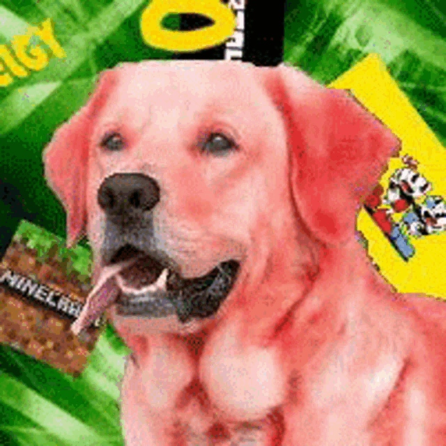 a pink dog is sitting in front of a green and yellow background