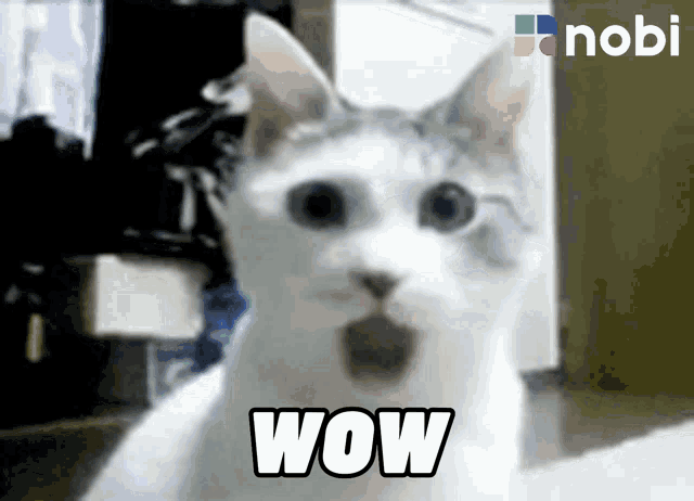a white cat with a surprised look on its face and the word wow written below it