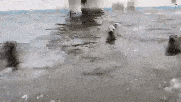 a group of polar bears are swimming in a body of water .