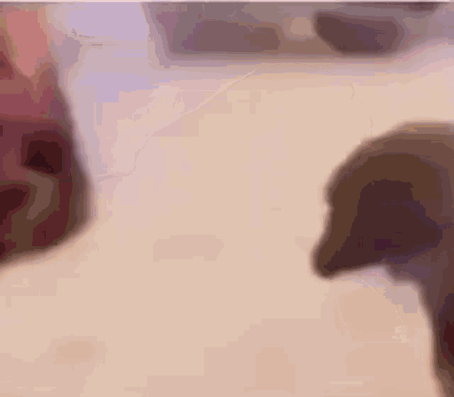 two dogs are standing next to each other and looking at each other .