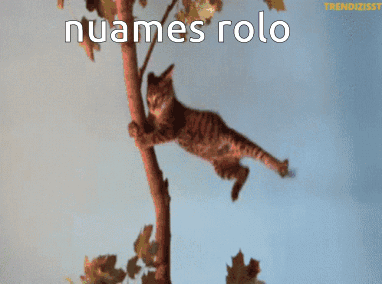 Nuames Rolo GIF - Nuames Rolo Cat GIFs