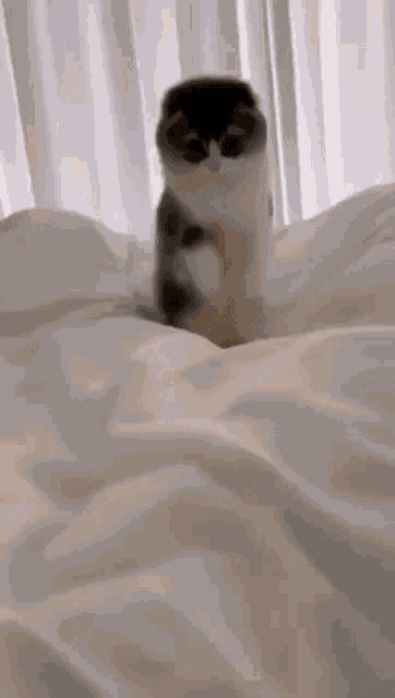 Cat Funny Jump Cute Bed Cat GIF - Cat Funny Jump Cute Bed Cat Cats GIFs