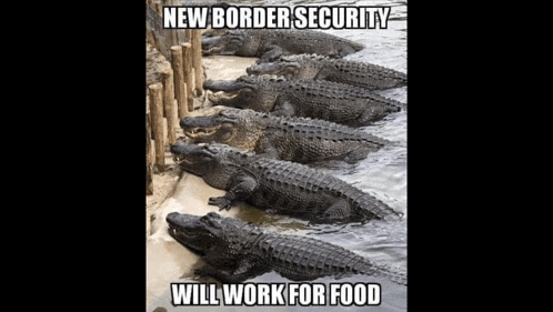 a group of alligators are lined up in a row and the caption says new border security will work for food