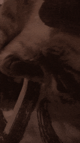 a close up of a cat 's face with a blurred background