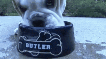 a dog is drinking from a bowl that says butler on it