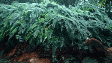 a bear is walking through a fern covered forest