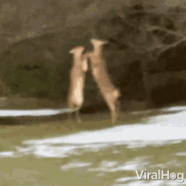 Deer Fighting Viralhog GIF