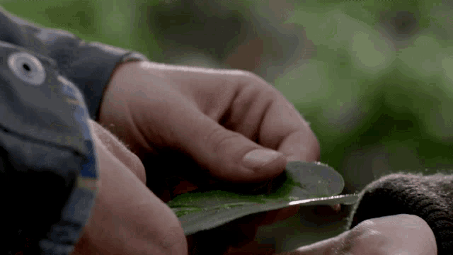 a close up of a person holding a leaf with a button on their shirt