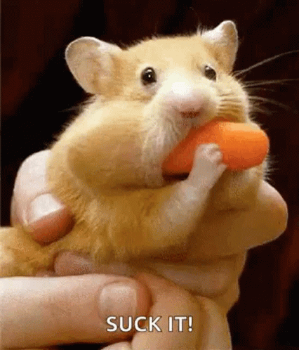 Suck It Hamster GIF - Suck It Hamster Carrot GIFs