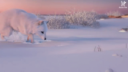 Arctic Fox Snow Fox GIF - Arctic Fox Snow Fox Search GIFs