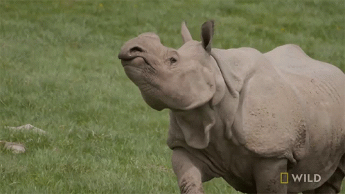 Running Rhino Baby Rhino Gender Reveal Secrets Of The Zoo GIF - Running Rhino Baby Rhino Gender Reveal Secrets Of The Zoo World Rhino Day GIFs