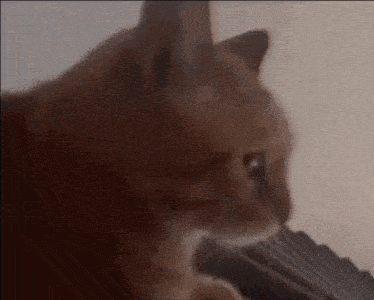 a close up of a cat 's face with a blurry background