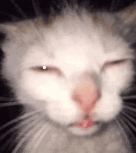 a close up of a cat 's face with its eyes closed