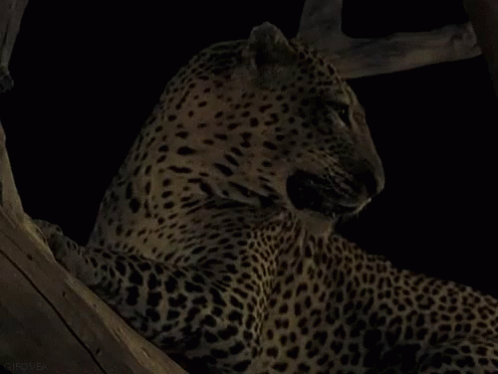 Cheetah GIF - Cheetah GIFs