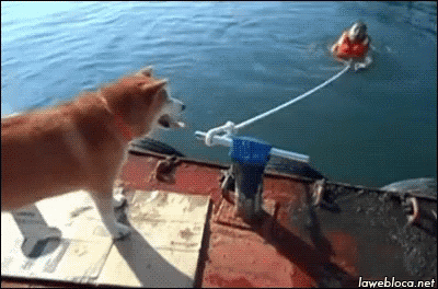 Let Me Help You With That GIF - Dogs Funny Animals Helping GIFs