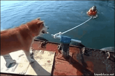a dog is standing on a boat looking at a person in the water ..