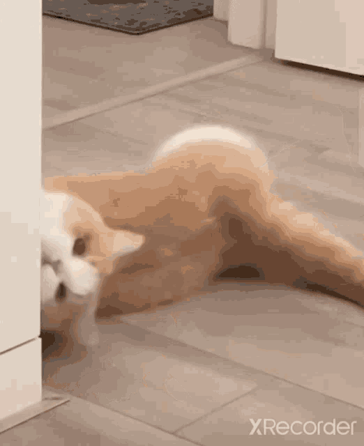 a cat is laying on its back on the floor and looking at the camera .