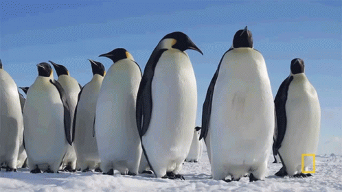 Shakes Head National Geographic GIF - Shakes Head National Geographic Penguins GIFs