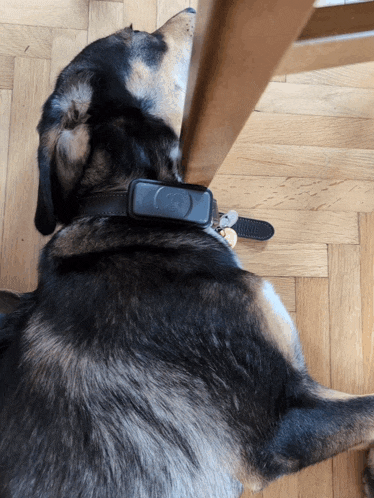 a dog wearing a black collar with the word collar on it