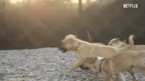 Dog Dogs GIF - Dog Dogs Run GIFs