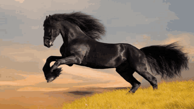 a black horse with a long mane is running in a field