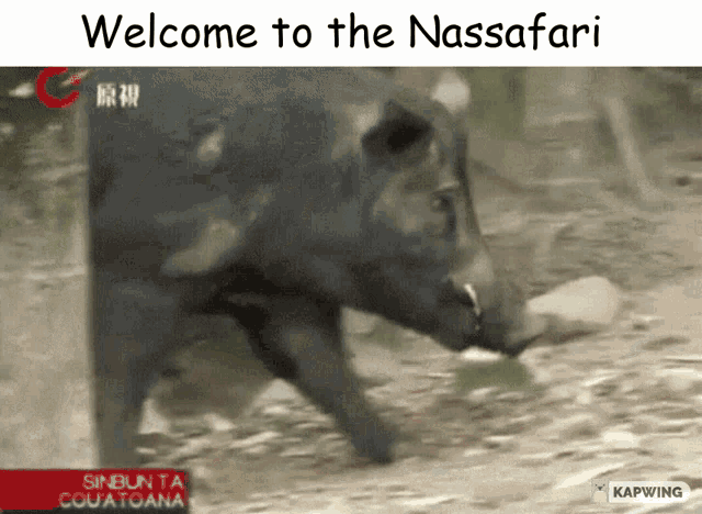 Nassafari Boar GIF - Nassafari Safari Boar GIFs