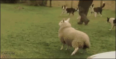 Borrego Sheep GIF - Borrego Sheep GIFs
