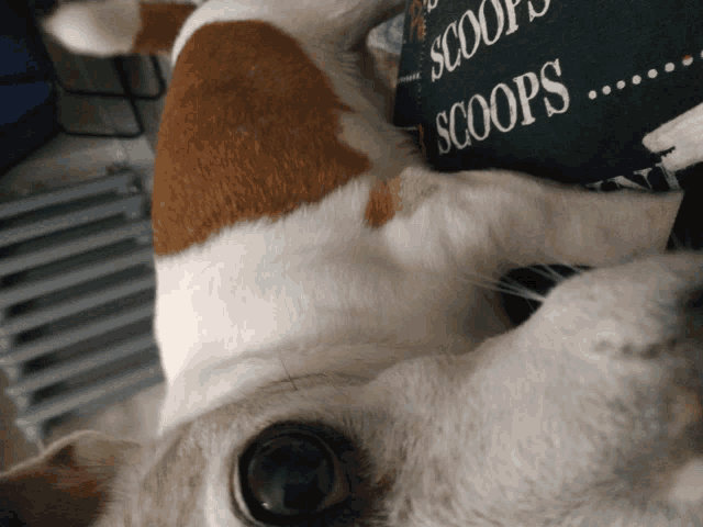 a brown and white dog is laying next to a sign that says " scoops "