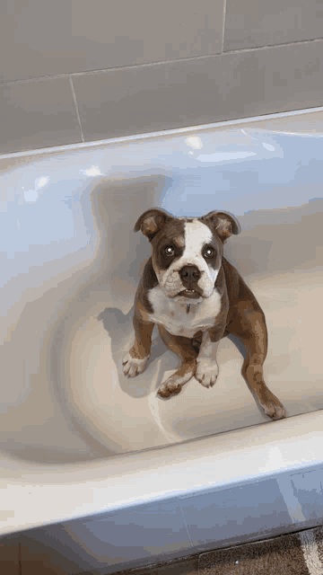 a brown and white dog is sitting in a bath tub