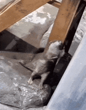 a rat is crawling on a rock under a wooden beam
