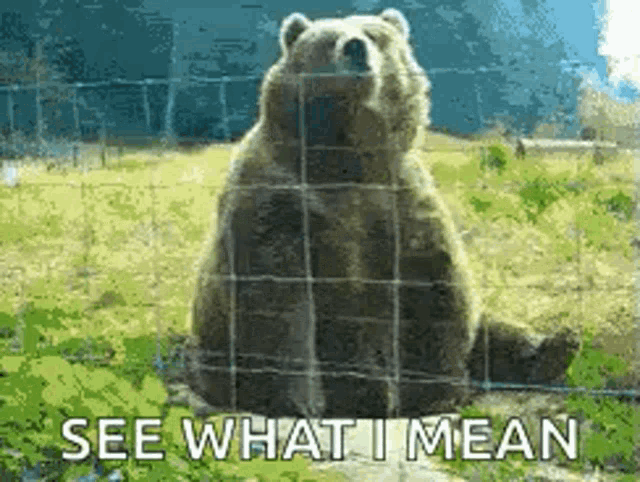 a bear is behind a barbed wire fence with the words see what i mean below it