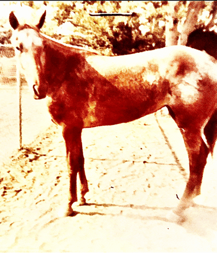 a brown and white horse is standing in the sand