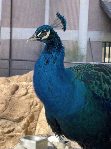 Peacockm Dance GIF - Peacockm Peacock Dance GIFs