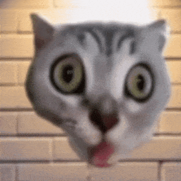 a close up of a cat 's face with a brick wall in the background