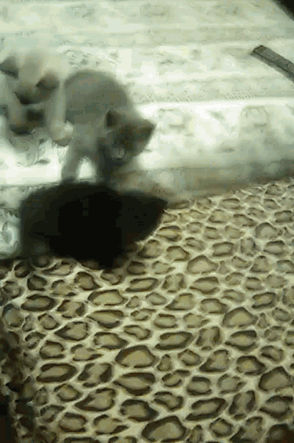 two kittens are playing with a leopard print blanket