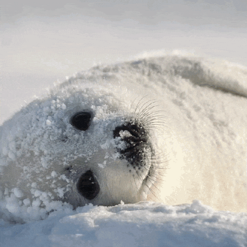 Seal Fluffy GIF - Seal Fluffy Cute GIFs