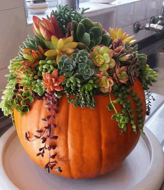 Pumpkin Meme