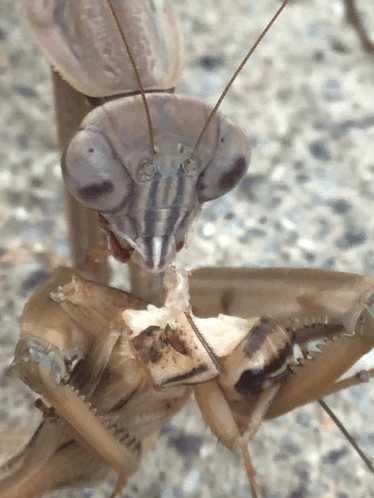 Mantis Eating GIF - Mantis Eating Angry GIFs