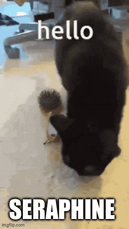 a black cat is playing with a small hedgehog and says hello seraphine on the bottom