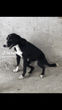 a black and white dog is standing in front of a wall with tiktok written on the bottom right
