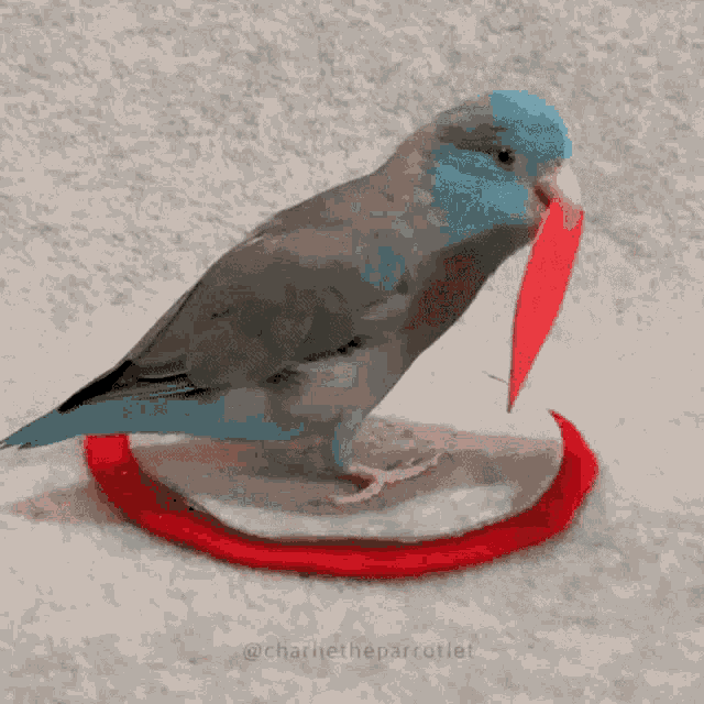 a blue and gray bird holding a red heart shaped box