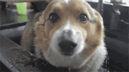 a corgi dog is taking a bath in a sink and drinking water .